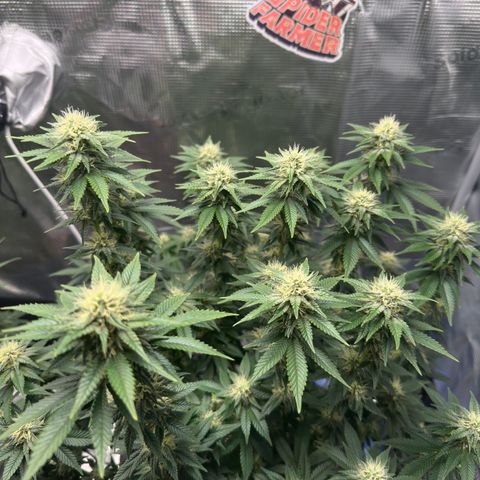 Hulkberry growlog timeline photo