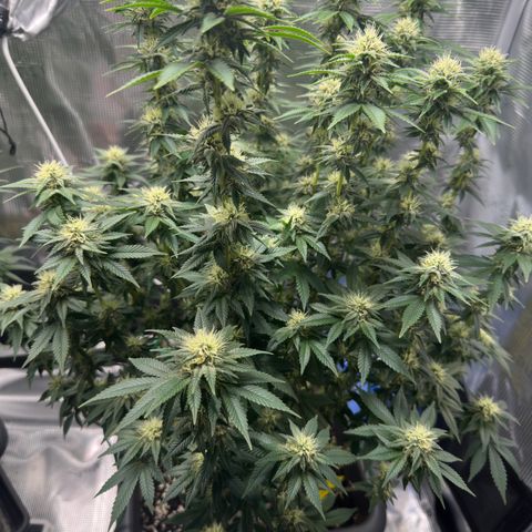 Hulkberry growlog timeline photo
