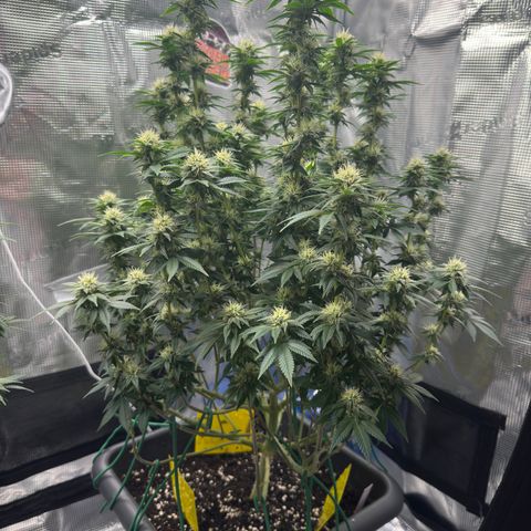Hulkberry growlog timeline photo