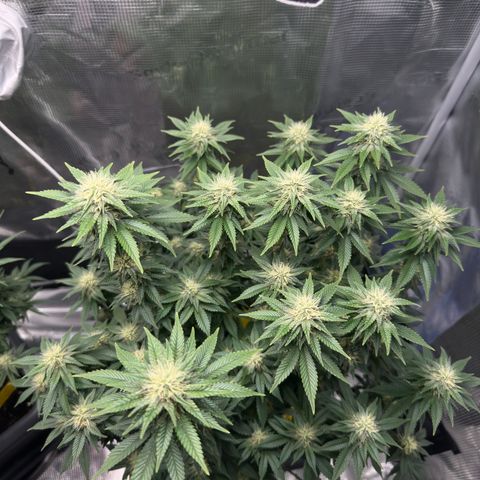 Hulkberry growlog timeline photo