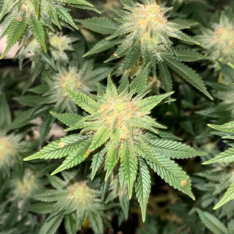 Hulkberry growlog timeline photo