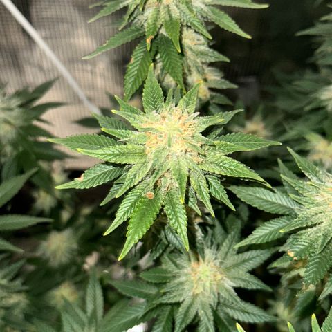 Hulkberry growlog timeline photo
