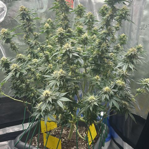 Hulkberry growlog timeline photo