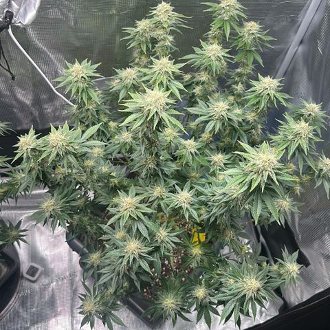 Hulkberry growlog timeline photo