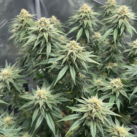 Cereal Milk growlog timeline photo