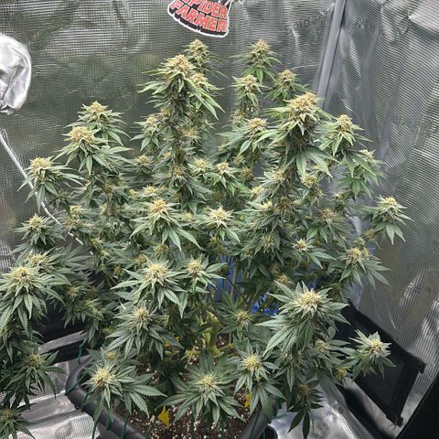 Hulkberry growlog timeline photo