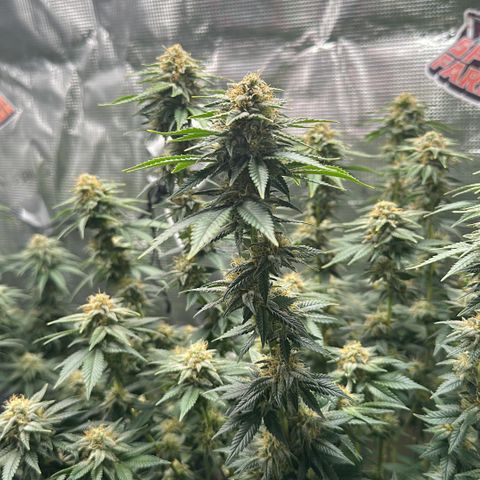 Hulkberry growlog timeline photo