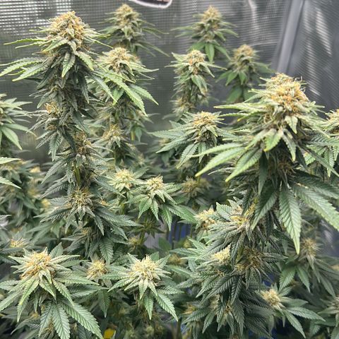 Hulkberry growlog timeline photo