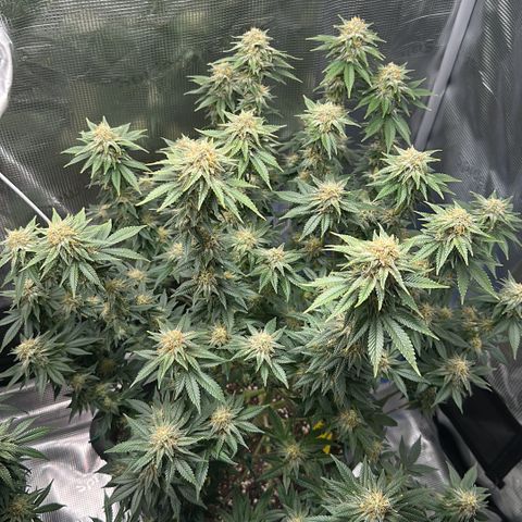 Hulkberry growlog timeline photo