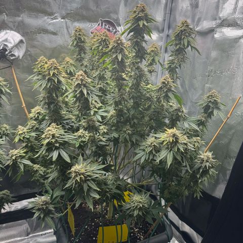 Hulkberry growlog timeline photo