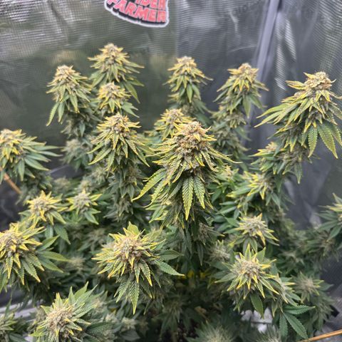 Hulkberry growlog timeline photo