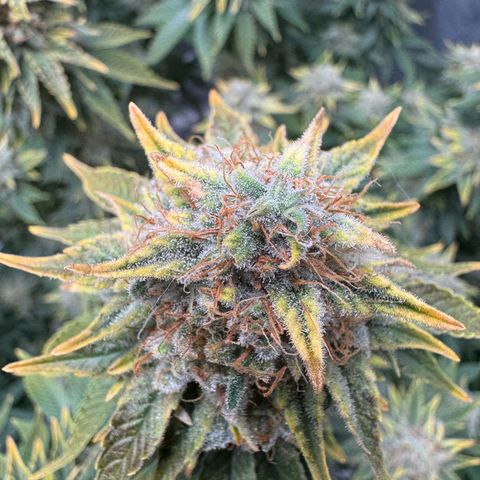 Hulkberry growlog timeline photo
