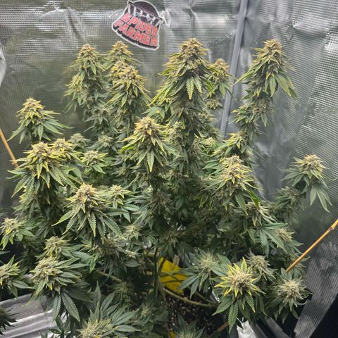 Hulkberry growlog timeline photo