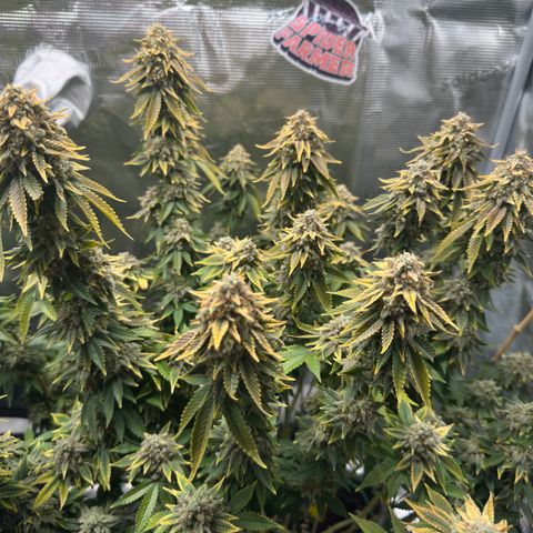 Hulkberry growlog timeline photo