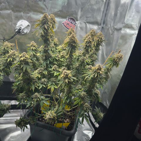 Hulkberry growlog timeline photo