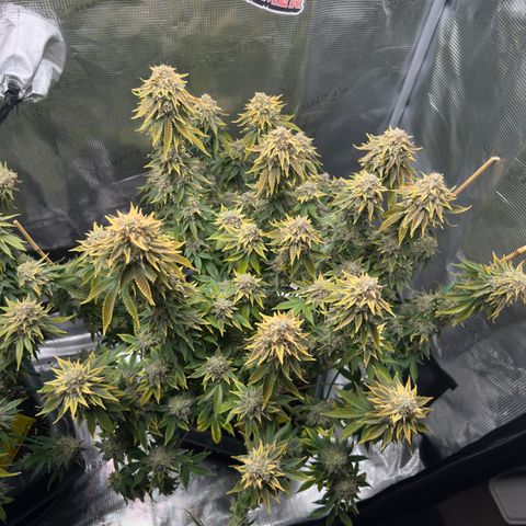 Hulkberry growlog timeline photo