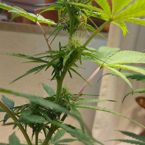 Neenee growlog timeline photo