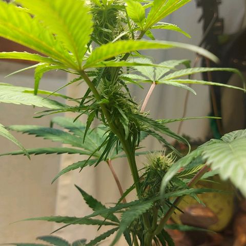 Neenee growlog timeline photo