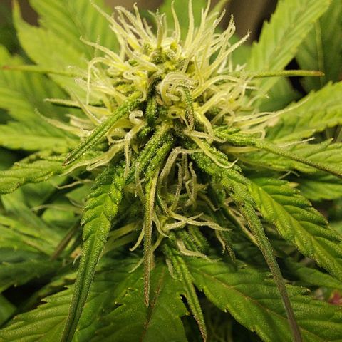 Neenee growlog timeline photo