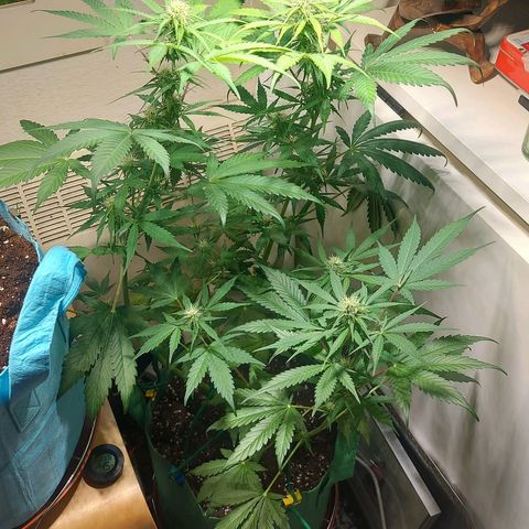 Neenee growlog timeline photo