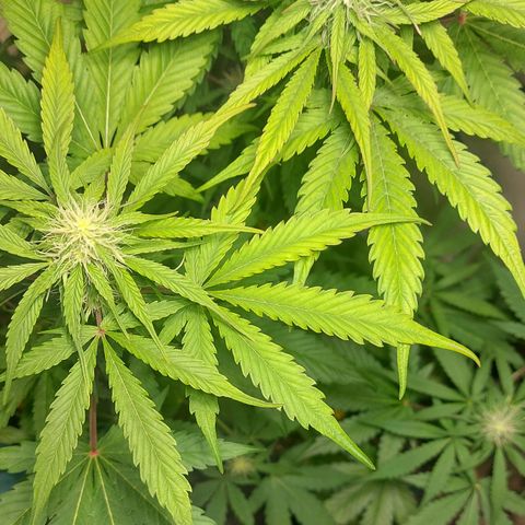 Neenee growlog timeline photo