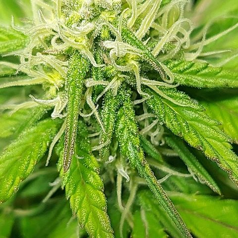 Neenee growlog timeline photo