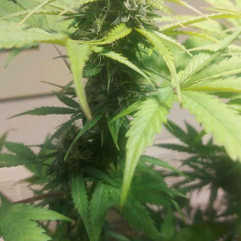 Neenee growlog timeline photo