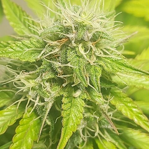 Neenee growlog timeline photo