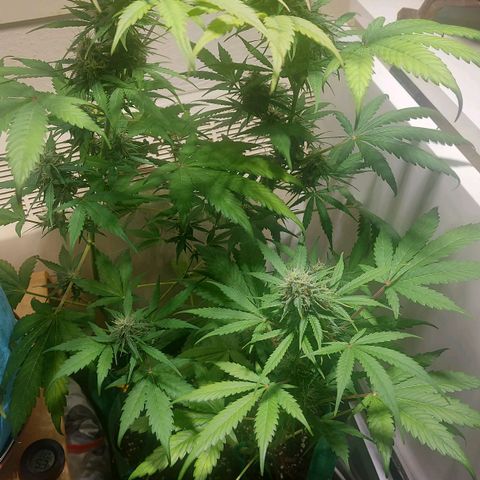 Neenee growlog timeline photo