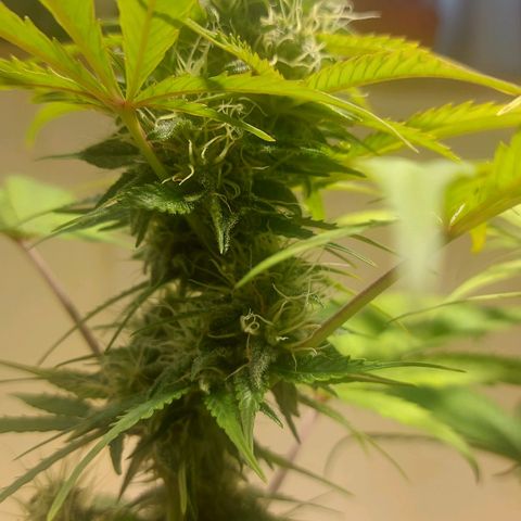 Neenee growlog timeline photo