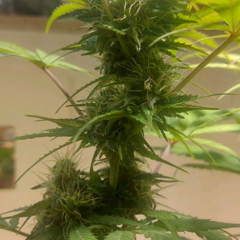 Neenee growlog timeline photo