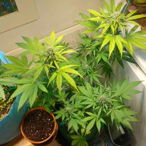 Neenee growlog timeline photo