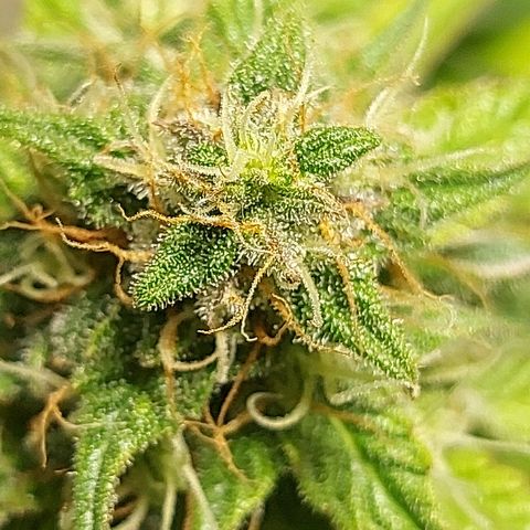 Neenee growlog timeline photo