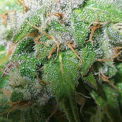 Neenee growlog timeline photo