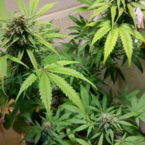 Neenee growlog timeline photo
