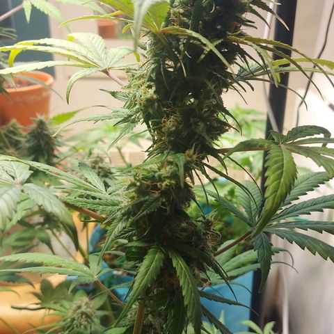 Neenee growlog timeline photo
