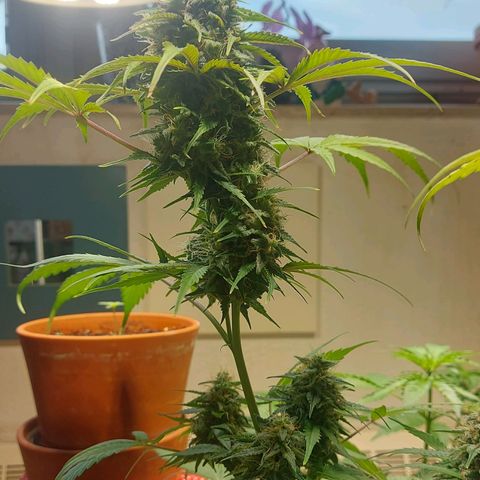 Neenee growlog timeline photo