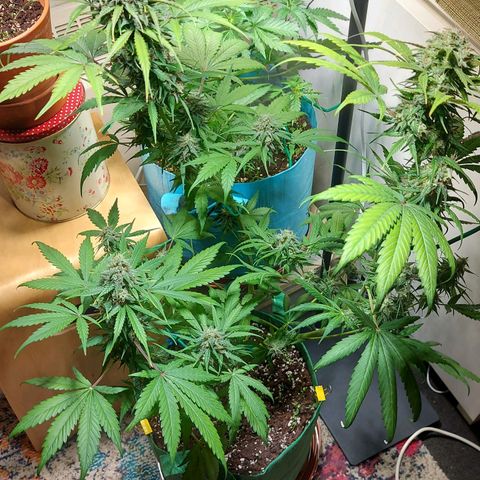 Neenee growlog timeline photo