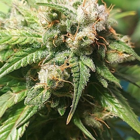 Neenee growlog timeline photo