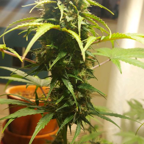 Neenee growlog timeline photo