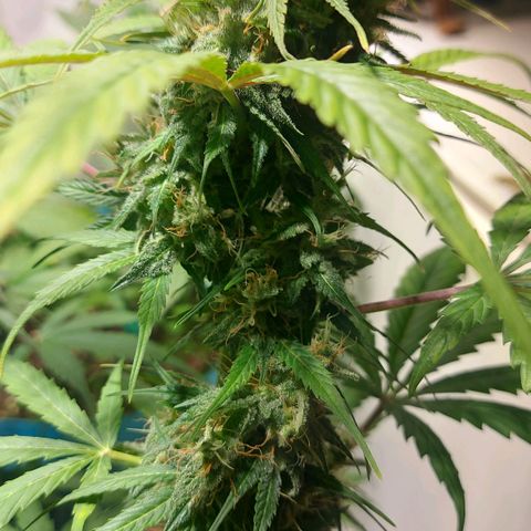 Neenee growlog timeline photo