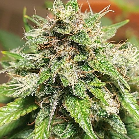 Neenee growlog timeline photo