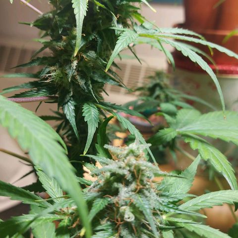 Neenee growlog timeline photo