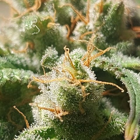 Neenee growlog photo: Not more long 😁