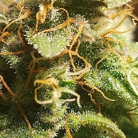 Neenee growlog photo: Not more long 😁