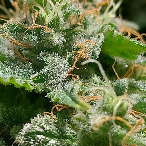Neenee growlog photo: Not more long 😁