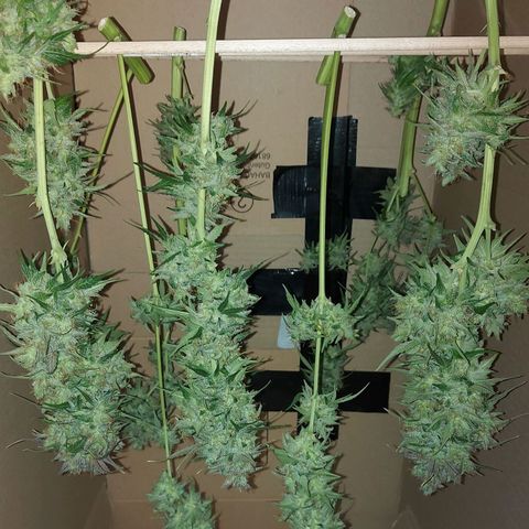Neenee growlog timeline photo