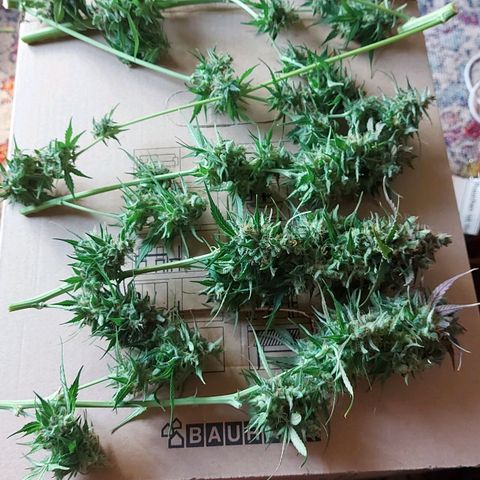 Neenee growlog timeline photo