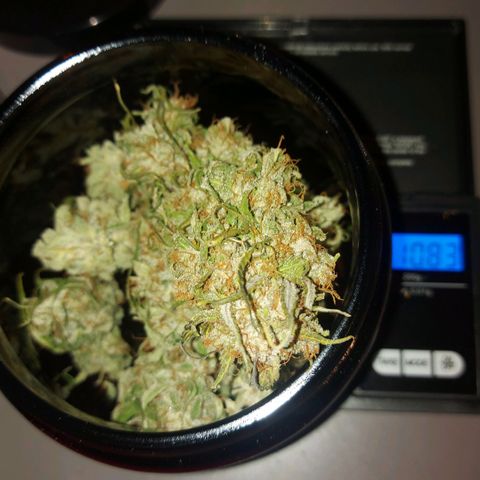 Neenee growlog timeline photo
