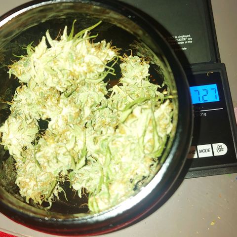 Neenee growlog timeline photo